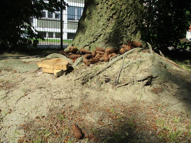 Bild