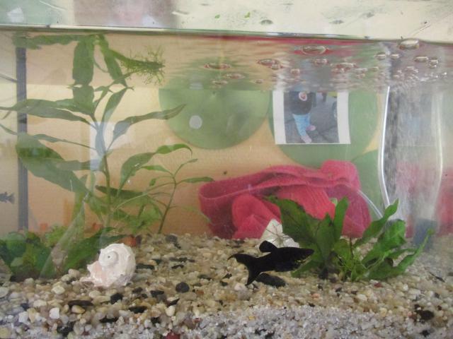 Bild